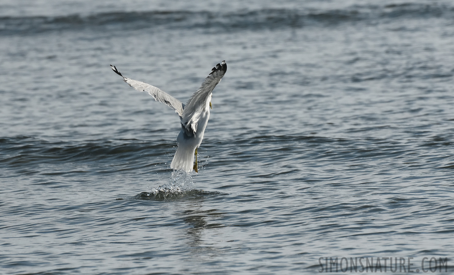 Larus delawarensis [400 mm, 1/8000 sec at f / 8.0, ISO 1600]